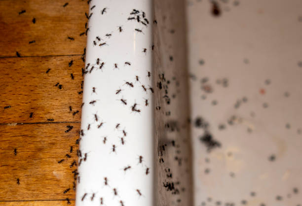 Best Mosquito Control Services  in St Louis, MI